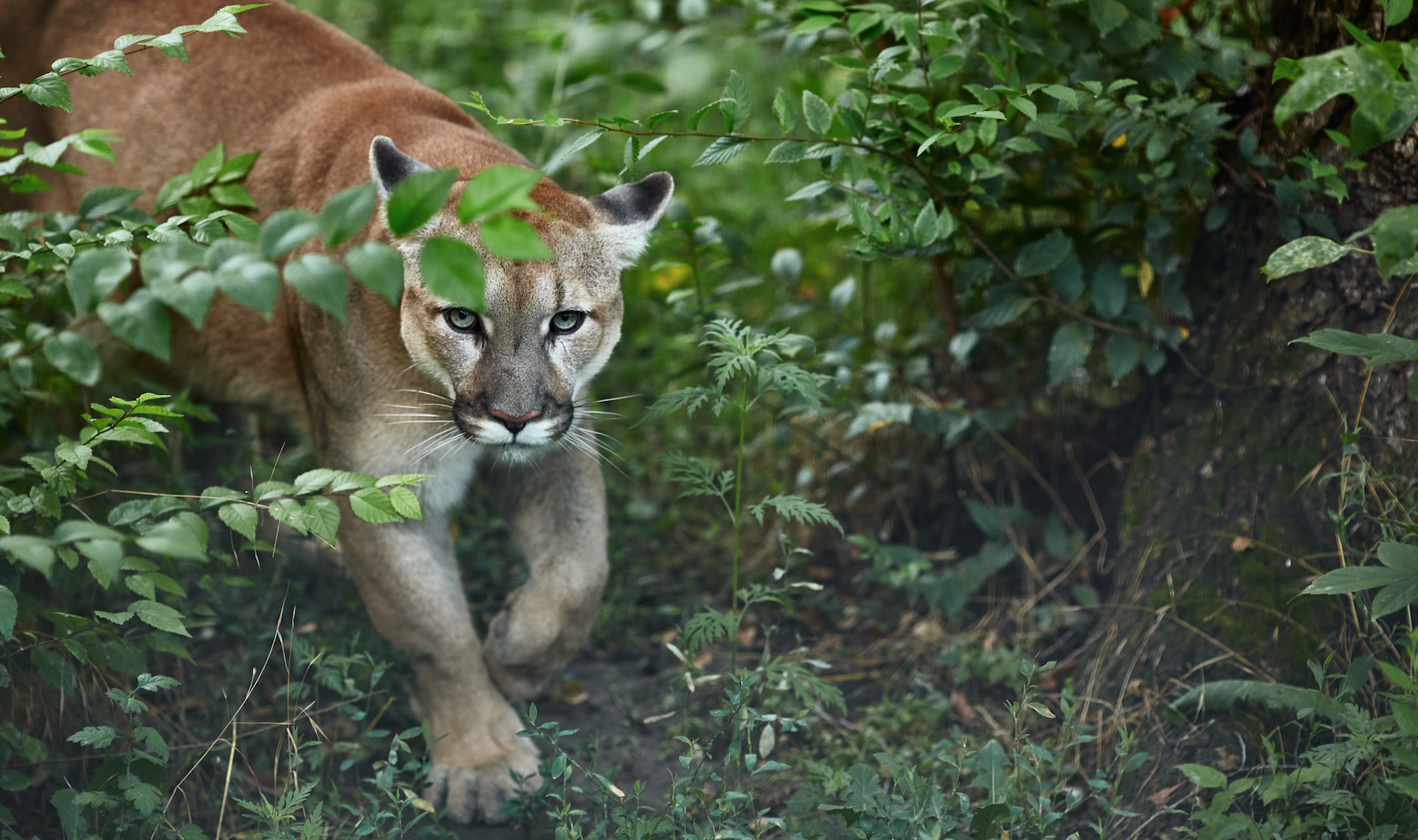 Wildlife documentary - SouthValley.com